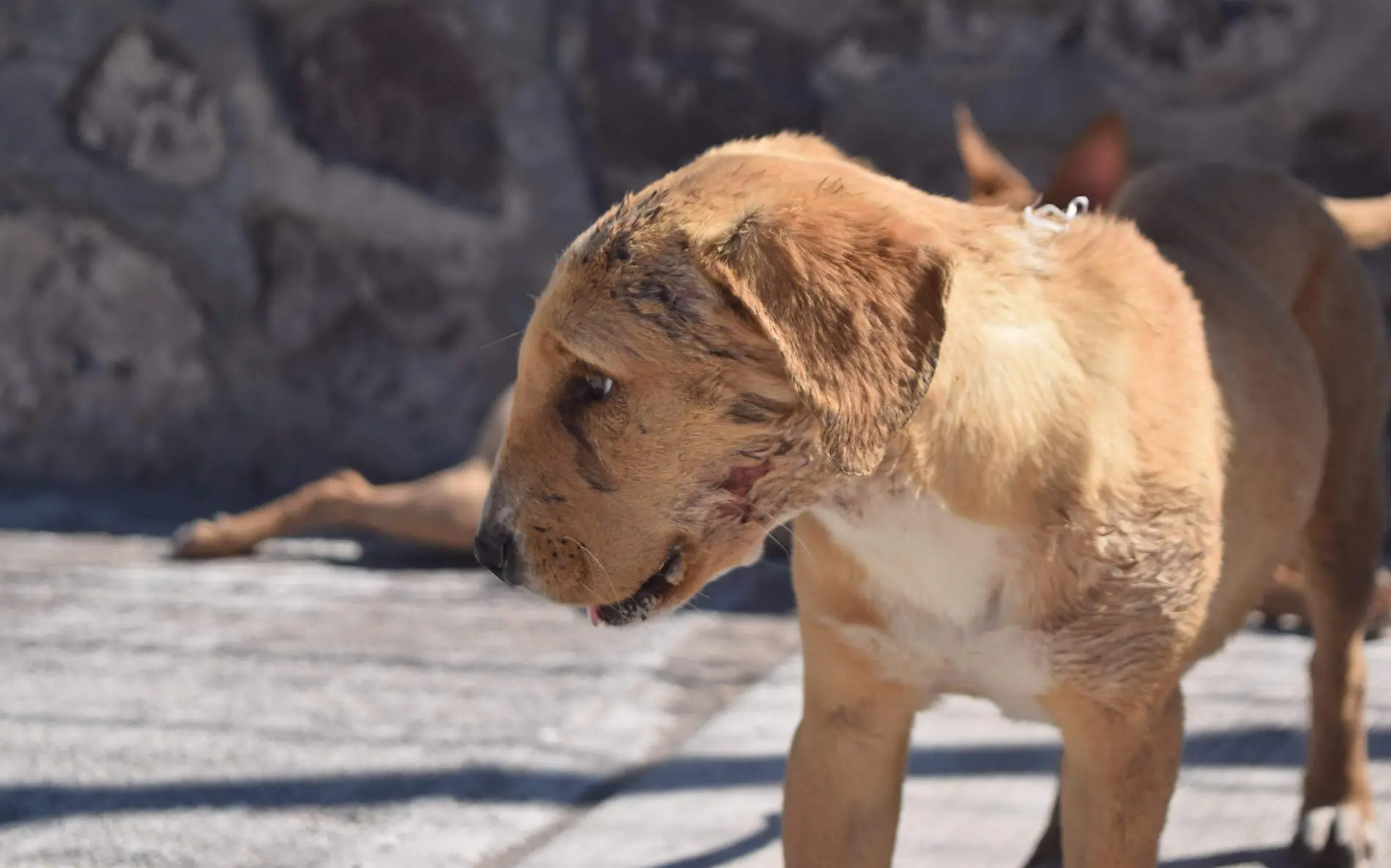 Exigen que autoridades apliquen la ley contra maltrato animal.